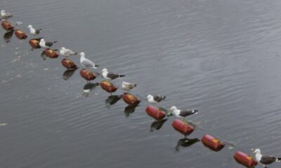 275 pigeons dive into a pond filled with red glue