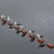 275 pigeons dive into a pond filled with red glue