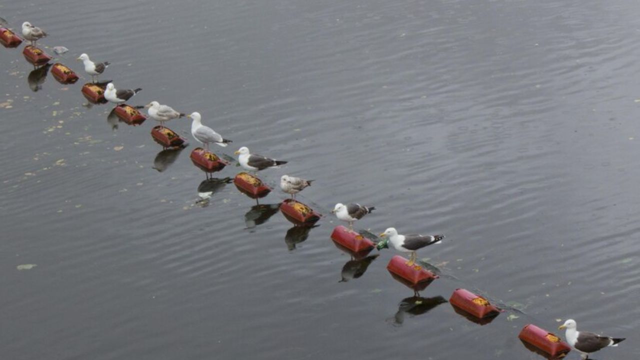 275 pigeons dive into a pond filled with red glue