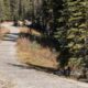 27e105 Hartley Loop Single Track Trail Mammoth