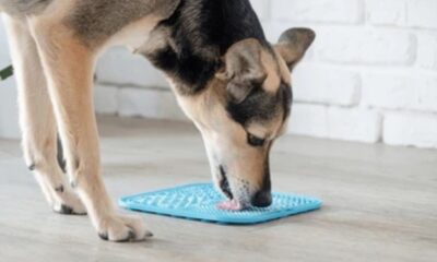 Dog Feeding Mat