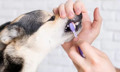 What is a Dog Dental Stick and Why It's Essential for Your Pup's Oral Health