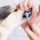 What is a Dog Dental Stick and Why It's Essential for Your Pup's Oral Health