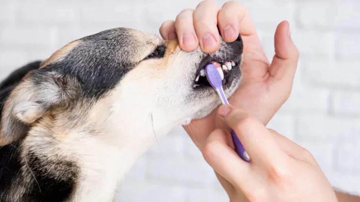 What is a Dog Dental Stick and Why It's Essential for Your Pup's Oral Health