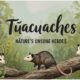 Tñacuaches