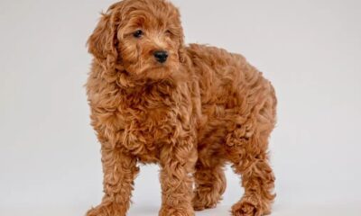 _Finding the Perfect Companion: Toy Goldendoodle Puppies for Sale_