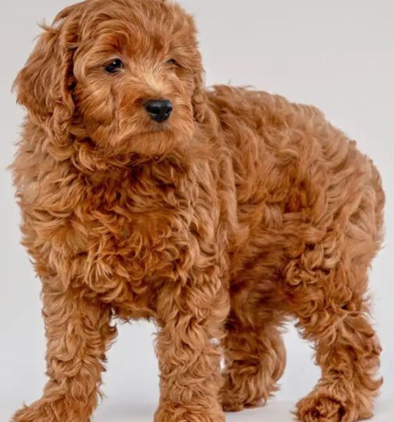 _Finding the Perfect Companion: Toy Goldendoodle Puppies for Sale_