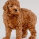 _Finding the Perfect Companion: Toy Goldendoodle Puppies for Sale_