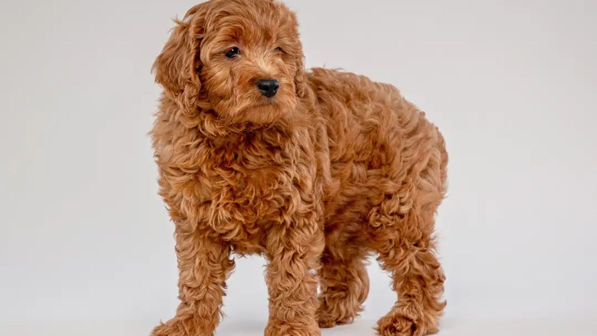 _Finding the Perfect Companion: Toy Goldendoodle Puppies for Sale_