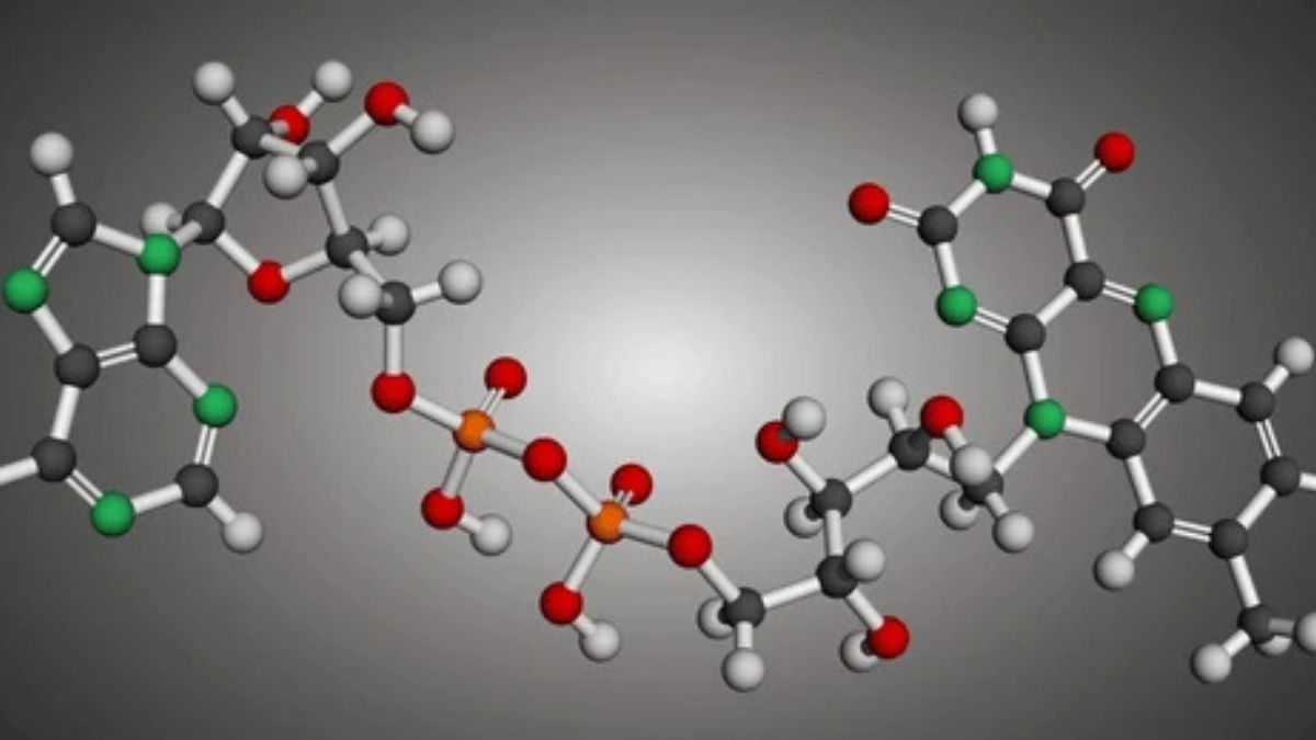 Redox Molecules