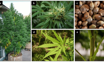 Discovering the Rich Diversity of Cannabis Strains