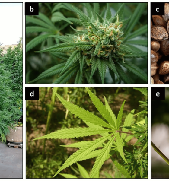 Discovering the Rich Diversity of Cannabis Strains