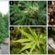 Discovering the Rich Diversity of Cannabis Strains