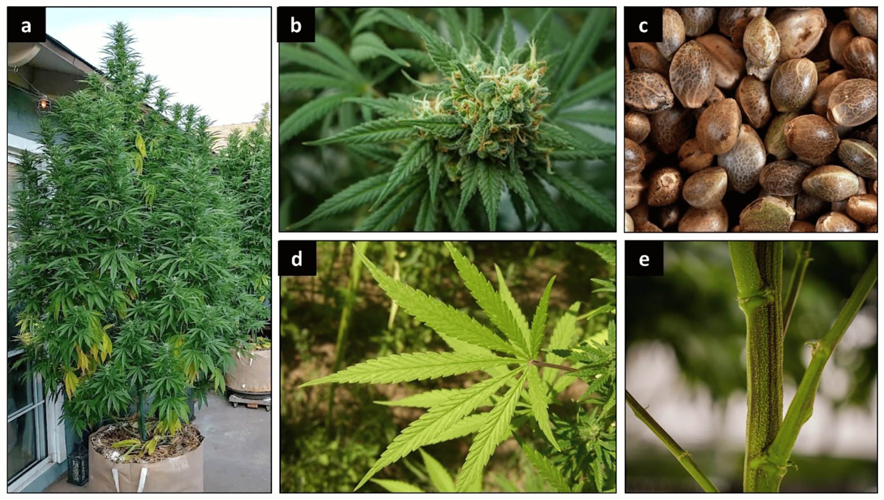 Discovering the Rich Diversity of Cannabis Strains